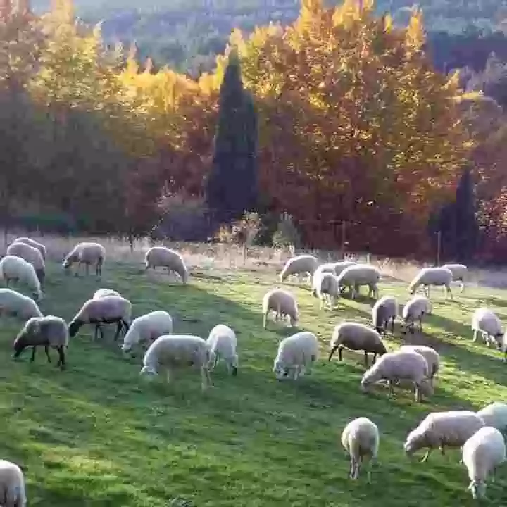 Sustainability as a value of lamb meat.