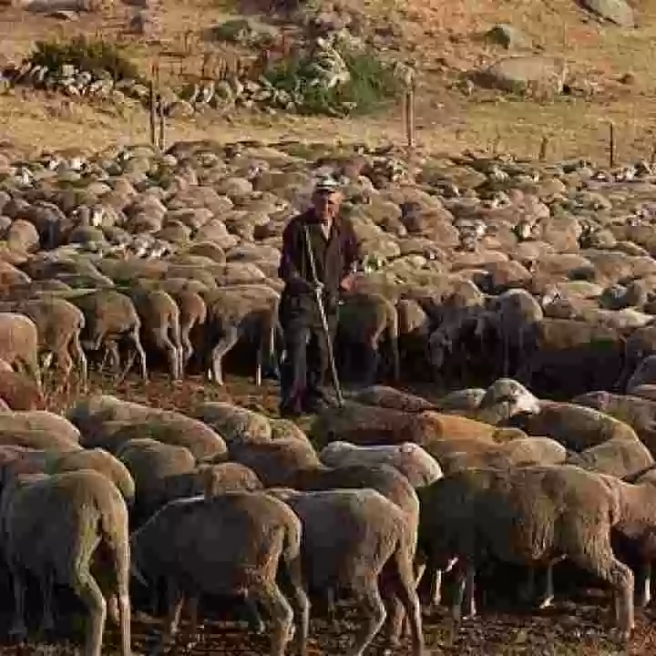 El pastoreo y su contribución a la sostenibilidad ambiental y el desarrollo del mundo rural.