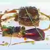 Cordero asado en su redaño con crema de coliflor ensalada de calabaza y hongos (Imagen Diario de la Gastronomía)
