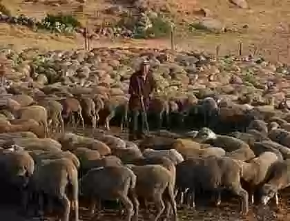 El pastoreo y su contribución a la sostenibilidad ambiental y el desarrollo del mundo rural.